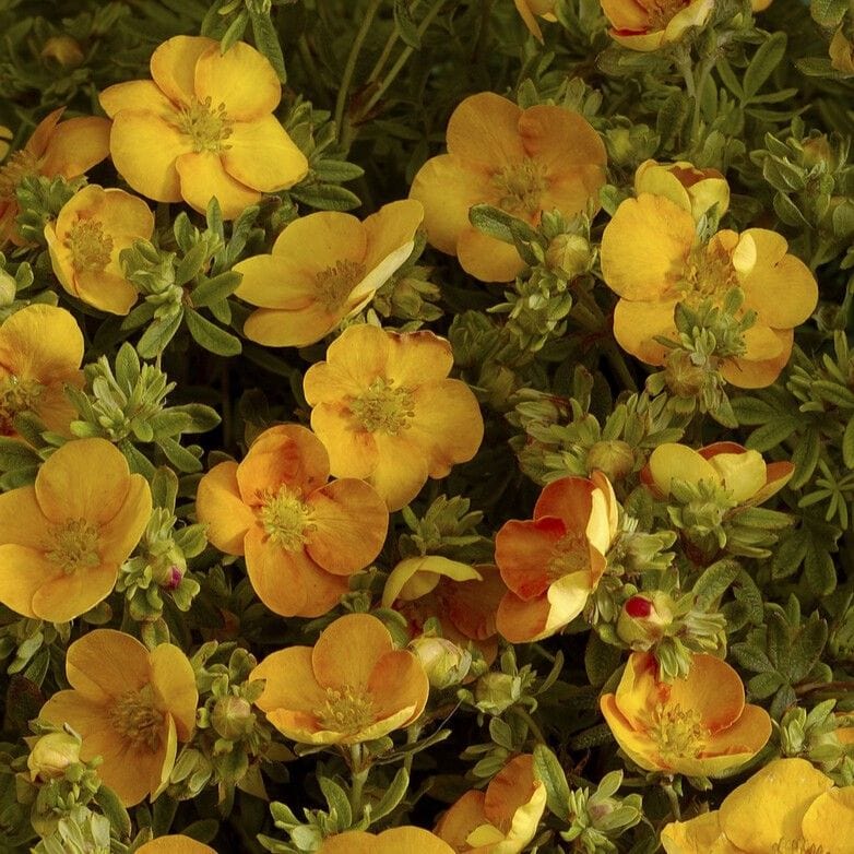 Sidabrakrūmis paprastasis (Potentilla fruticosa) 'Solar'Issima'