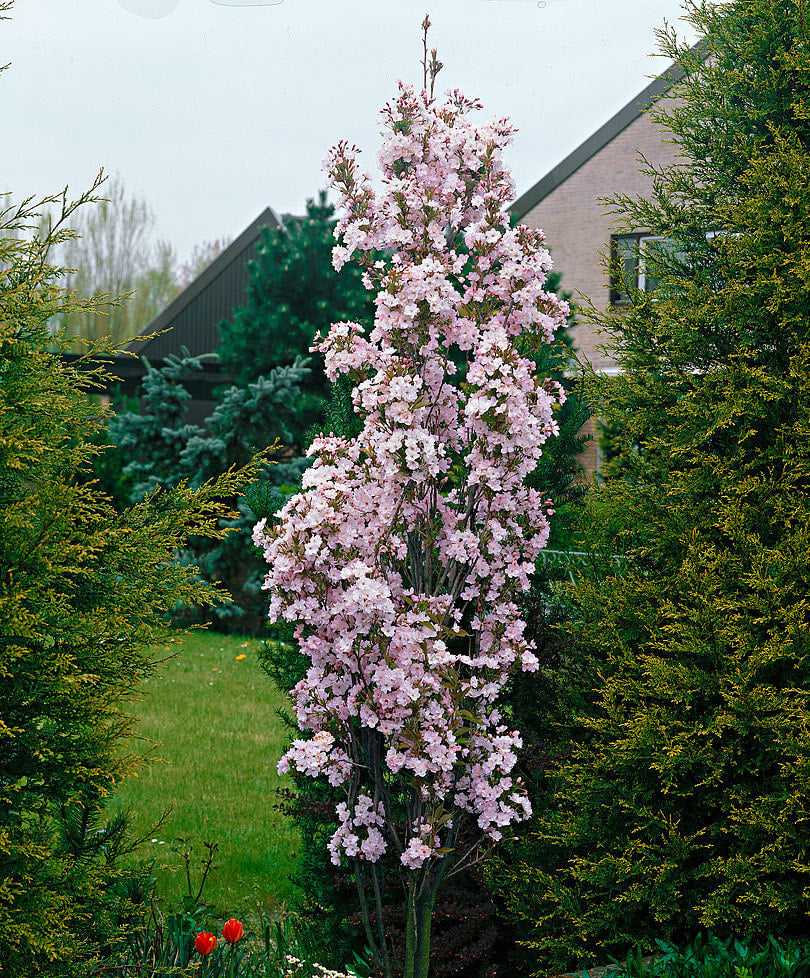 Vyšnia smailiadantė (Prunus serrulata) 'Amanogawa'