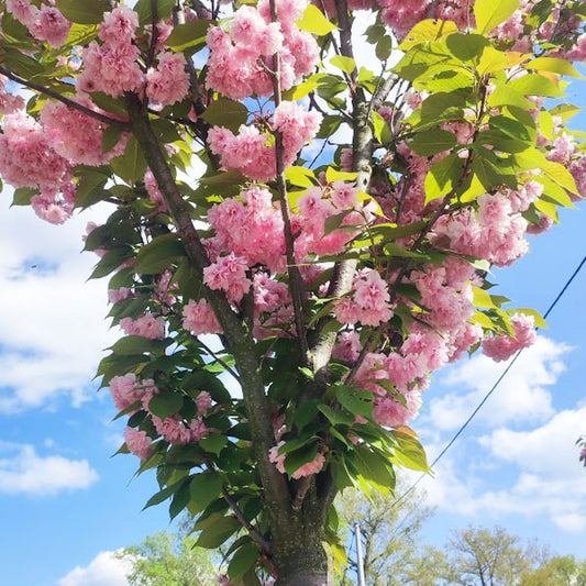 Vyšnia smailiadantė (Prunus serrulata) 'Kanzan'