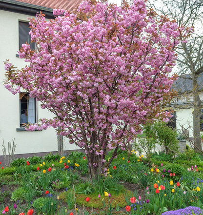 Vyšnia smailiadantė (Prunus serrulata) 'Kanzan'