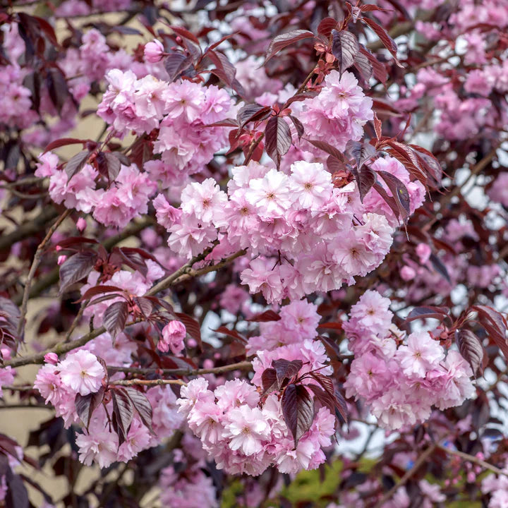 Vyšnia smailiadantė (Prunus serrulata) 'Royal Burgundy'