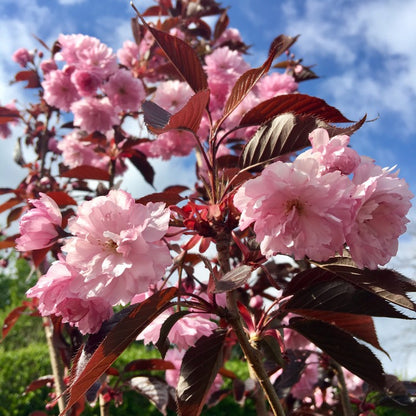 Vyšnia smailiadantė (Prunus serrulata) 'Royal Burgundy'