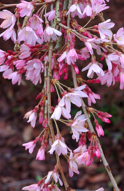 Vyšnia pavasarinė (Prunus subhirtella) 'Pendula Rubra'