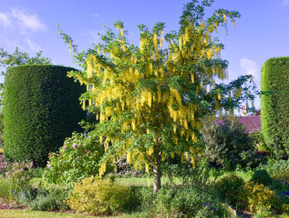 Pupmedis (Laburnum) 'Vossii'