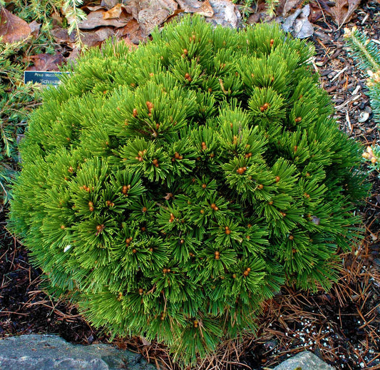 Pušis baltažievė (Pinus leucodermis) 'Schmidtii'