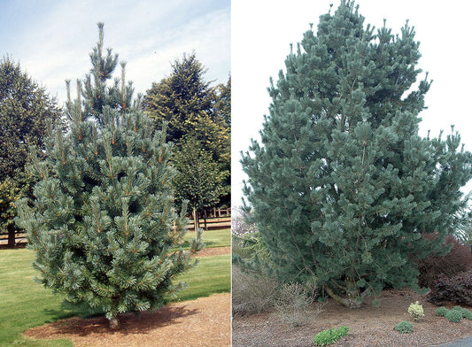 Pušis lanksčioji (Pinus flexilis) 'Vanderwolf's Pyramid'