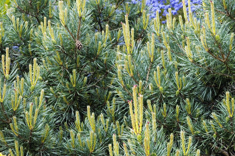 Pušis paprastoji (Pinus sylvestris) 'Chantry Blue'