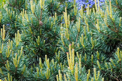 Pušis paprastoji (Pinus sylvestris) 'Chantry Blue'