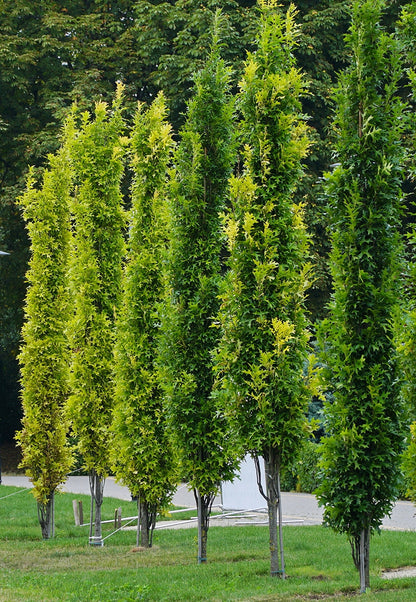 Ąžuolas pelkinis (Quercus palustris) 'Green Pillar'