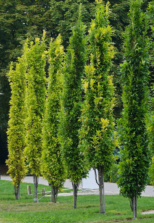 Ąžuolas pelkinis (Quercus palustris) 'Green Pillar'