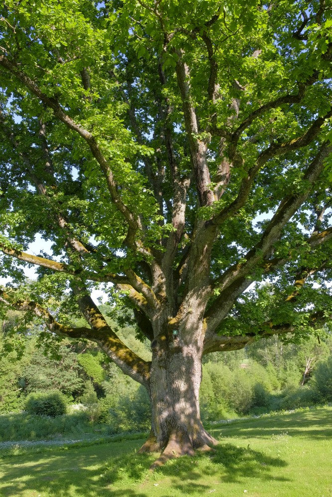 Ąžuolas paprastasis (Quercus robur) – Gitanos medeliai