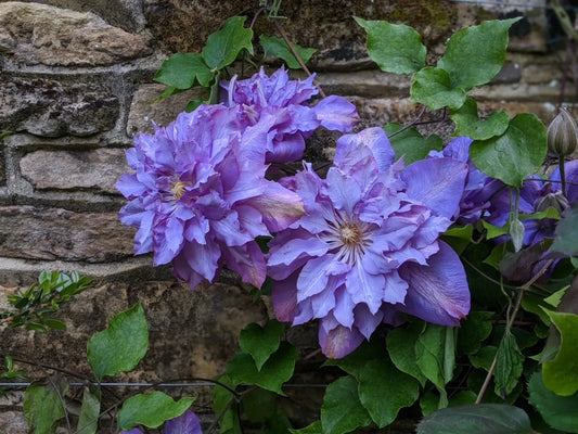 Raganė (Clematis) 'Vyvyan Pennell'