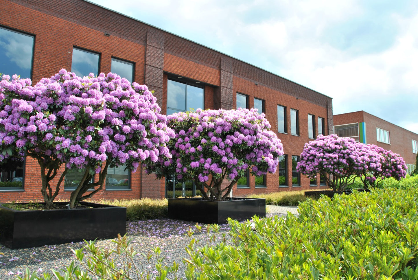 Rododendras (Rhododendron) 'English Roseum'