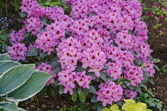 Rododendras (Rhododendron) 'Lugano'
