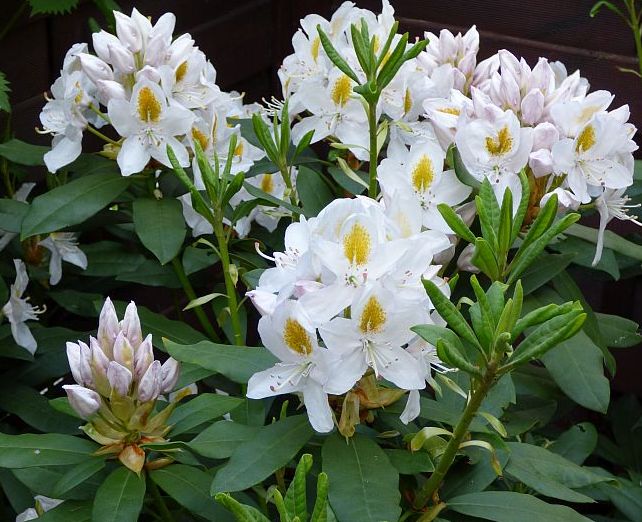 Rododendras (Rhododendron) 'Madame Masson'