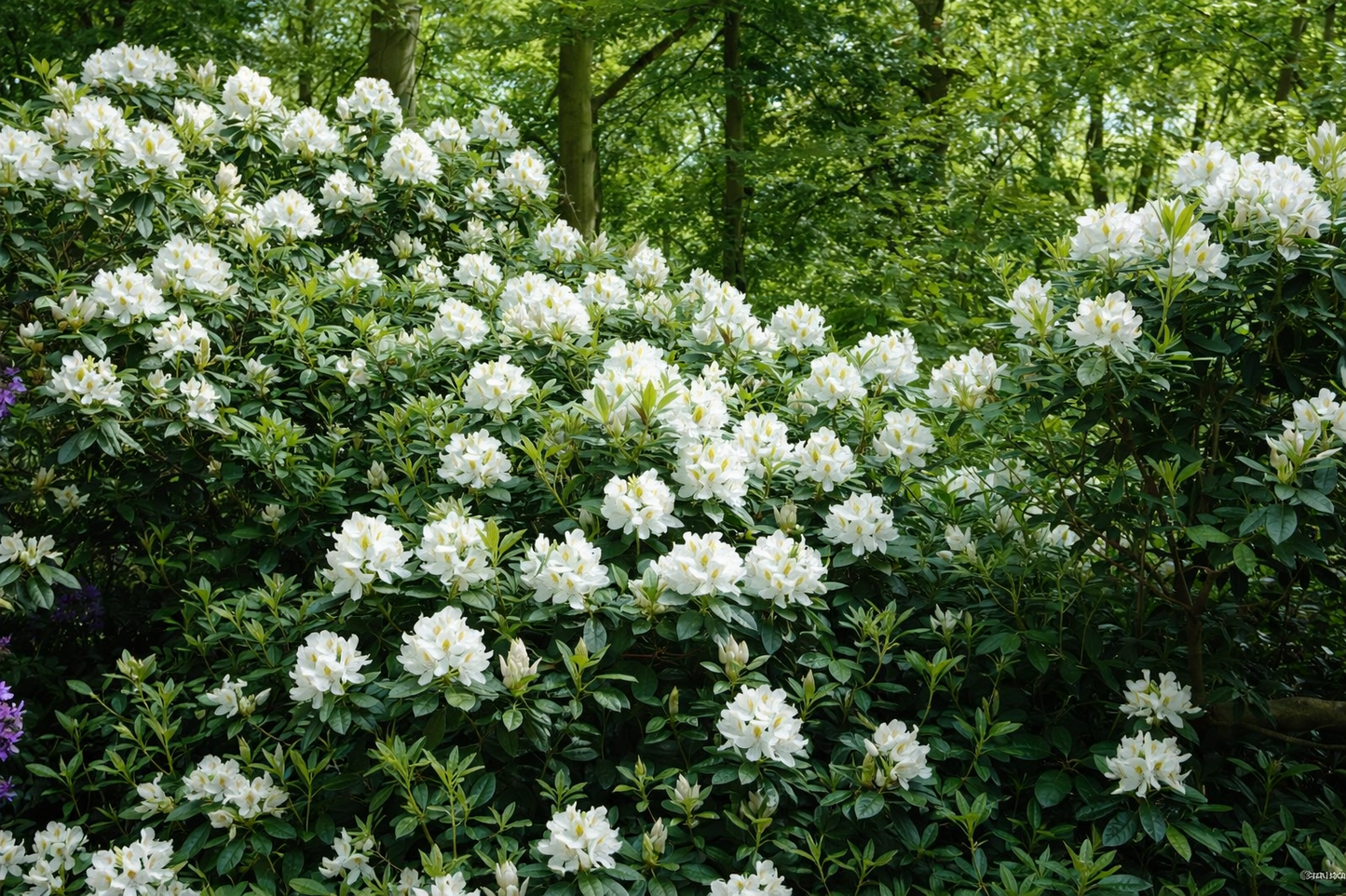 Rododendras (Rhododendron) 'Madame Masson'