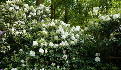 Rododendras (Rhododendron) 'Madame Masson'