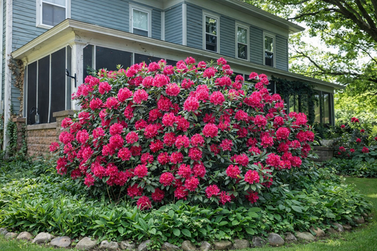 Rododendras (Rhododendron) 'Nova Zembla'