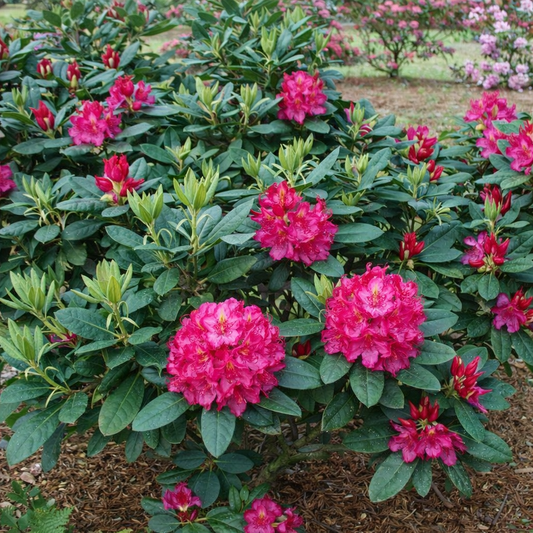 Rododendras (Rhododendron) 'Pearce's A. Beauty'