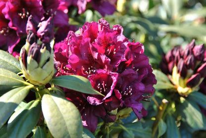 Rododendras (Rhododendron) 'Polarnacht'