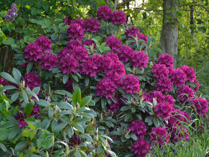 Rododendras (Rhododendron) 'Polarnacht'