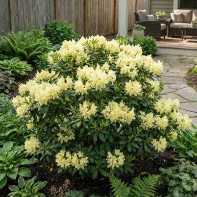 Rododendras (Rhododendron) 'Princess Anne'