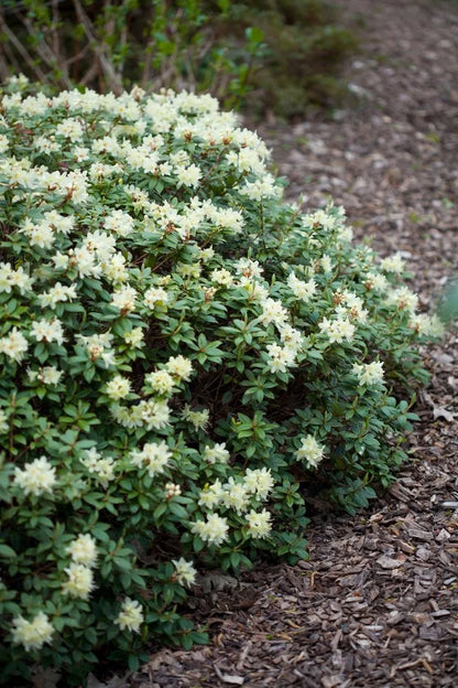 Rododendras (Rhododendron) 'Princess Anne'