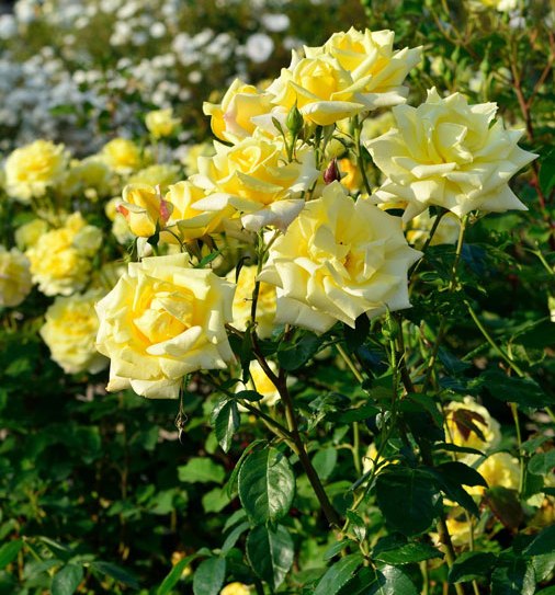 Rožė (Rosa) 'Berolina'