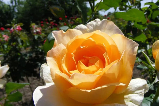 Rožė (Rosa) 'Casanova'