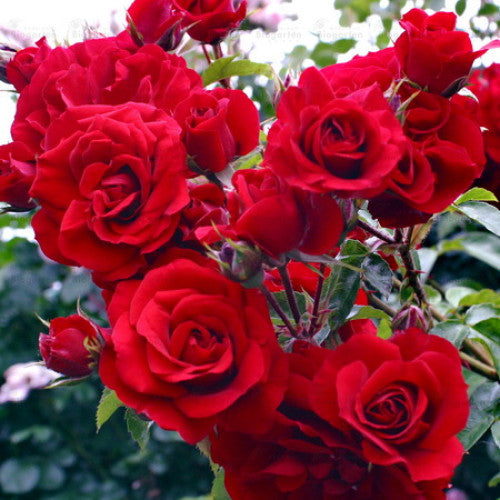 Rožė (Rosa) 'Cuthbert Grant'