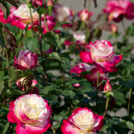 Rožė (Rosa) 'Double Delight'