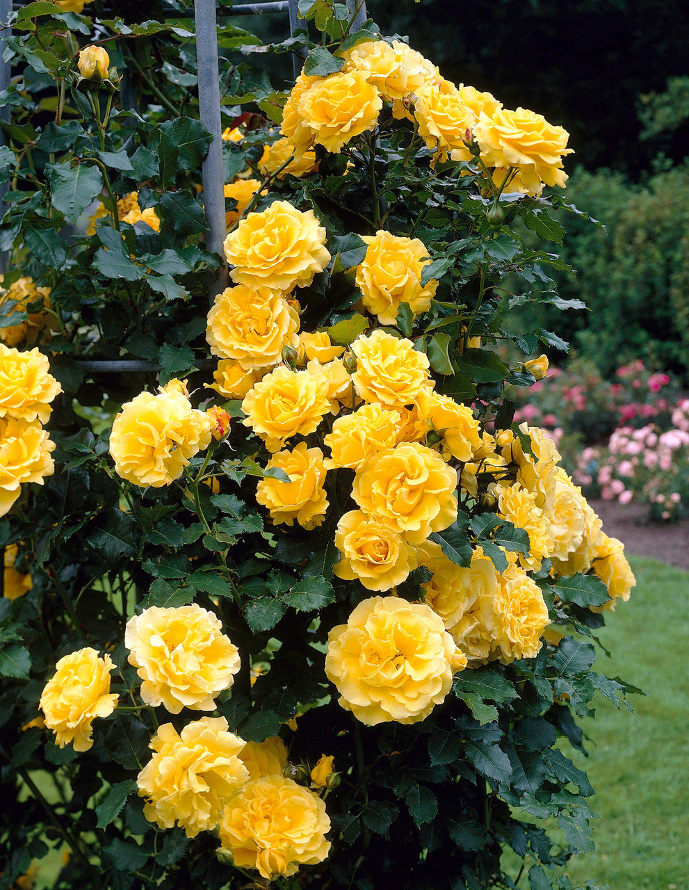 Rožė (Rosa) 'Golden Showers'