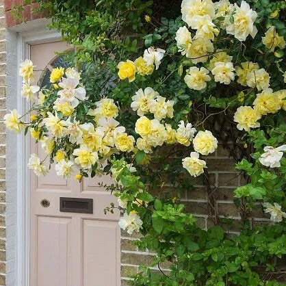 Rožė (Rosa) 'Golden Showers'
