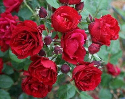 Rožė (Rosa) 'Hope for Humanity'