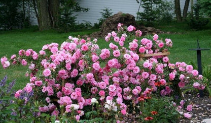 Rožė (Rosa) 'John Davis'