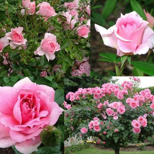 Rožė (Rosa) 'Lambert Closse'