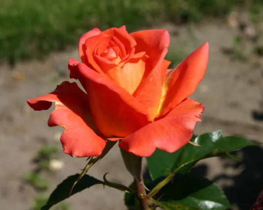 Rožė (Rosa) 'Monica'
