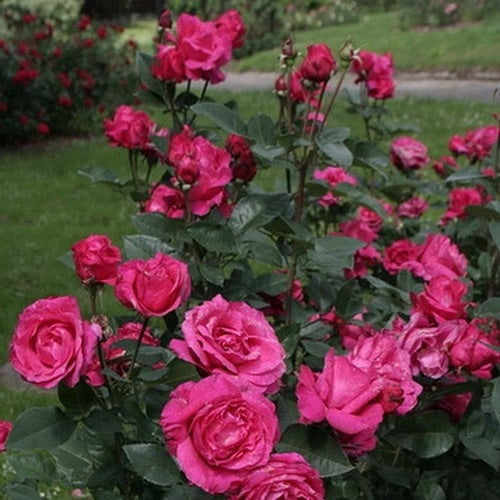 Rožė (Rosa) 'Venrosa'
