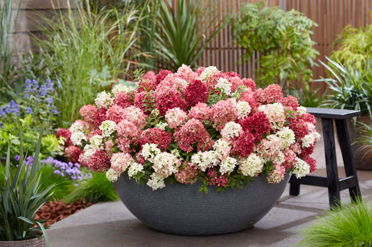 Hortenzija šluotelinė (Hydrangea paniculata) Groundbreaker 'Ruby'