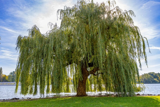 Gluosnis svyruoklinis (Salix babylonica var. pekinensis) 'Pendula’