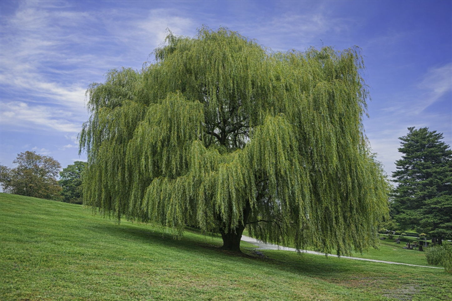 Gluosnis hibridinis (Salix x sepulcralis) 'Chrysocoma'