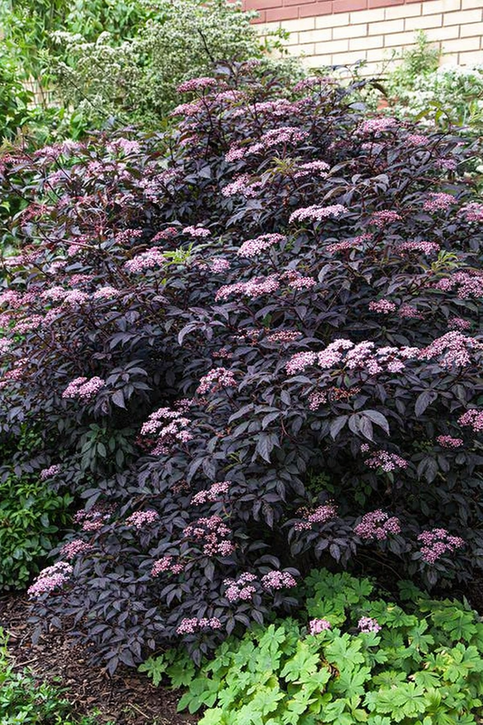 Šeivamedis juoduogis (Sambucus nigra) Black Beauty 'Gerda'