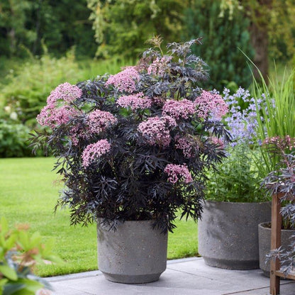 Šeivamedis juoduogis (Sambucus nigra) Cherry Lace 'Hyfjolais'