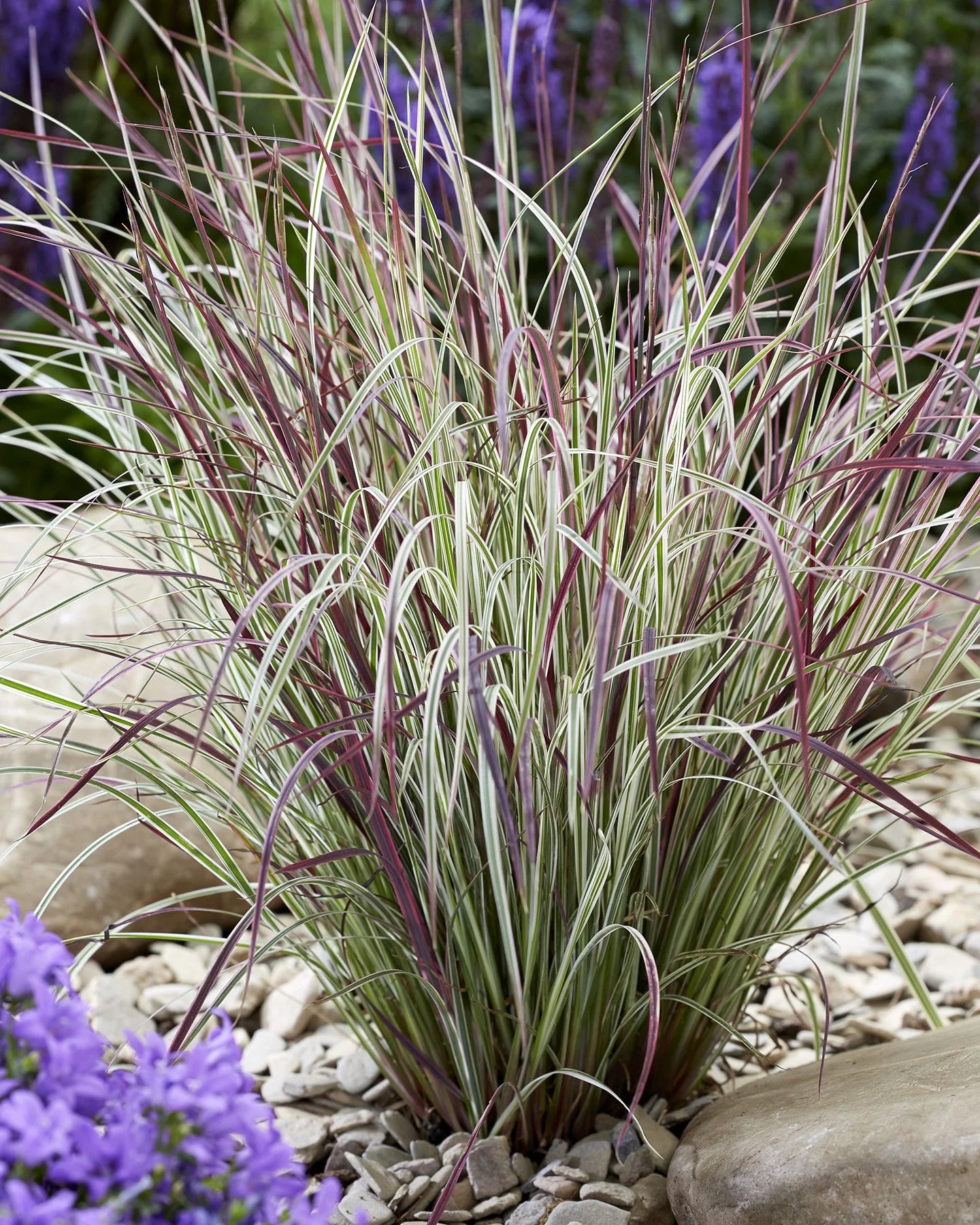 Barzdūnas kupstinis (Schizachyrium scoparium) 'Chameleon'