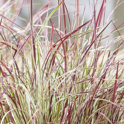 Barzdūnas kupstinis (Schizachyrium scoparium) 'Chameleon'