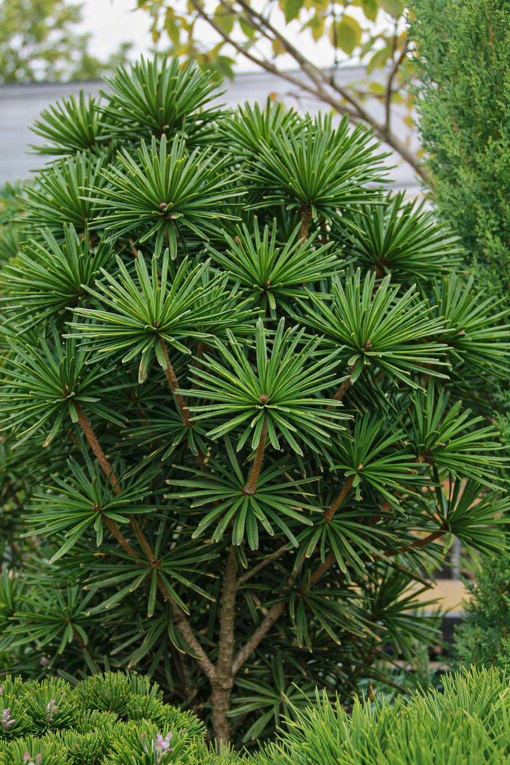 Skėtkėnis mentūrinis (Sciadopitys verticillata)