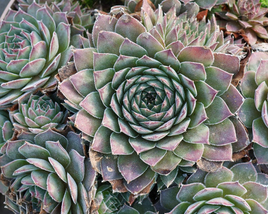 Šilropė (Sempervivum) 'BigSam Purple Quartz'