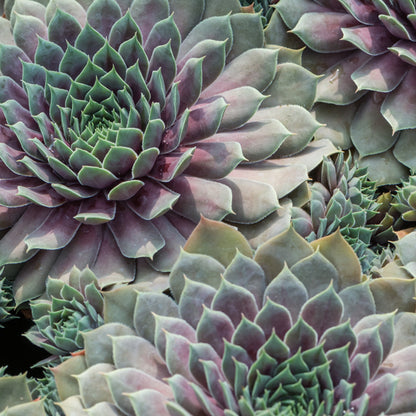 Šilropė (Sempervivum) 'BigSam Ruby Star'