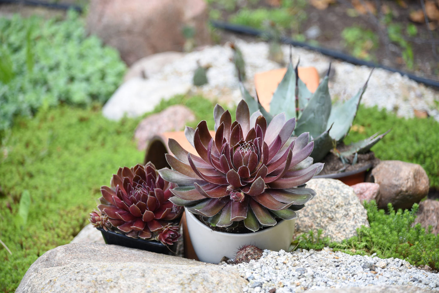 Šilropė (Sempervivum) 'BigSam Ruby Star'