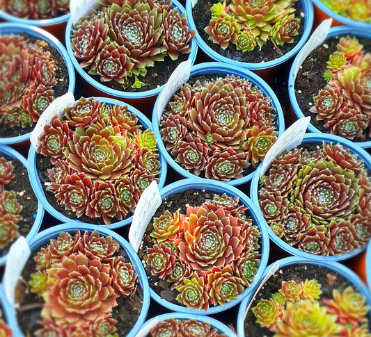 Šilropė (Sempervivum) 'Cassiopeia'
